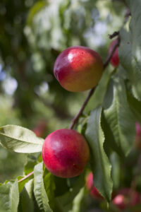 tree ripened nectarines in Northern Michigan near Traverse City